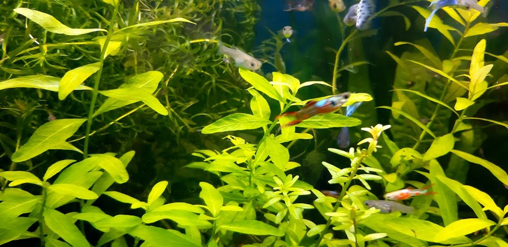 Guppys endler black bar