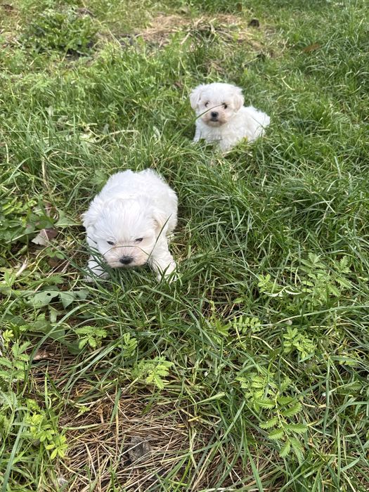 Cudny Piesek Maltańczyk Gotowy Do Odbioru Chip,Książeczka,Rodowód!!
