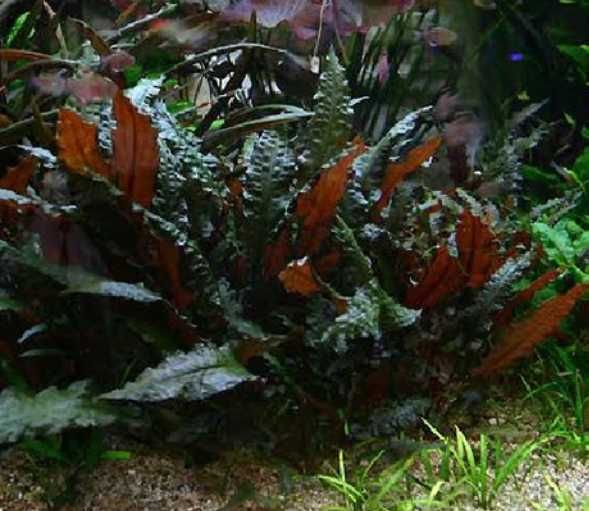 Cryptocoryne  por 1.5 euros