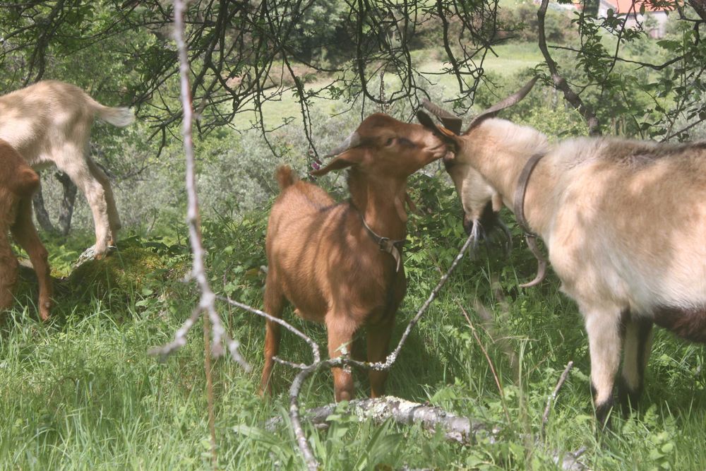 Cabrito Biologico e Meigo
