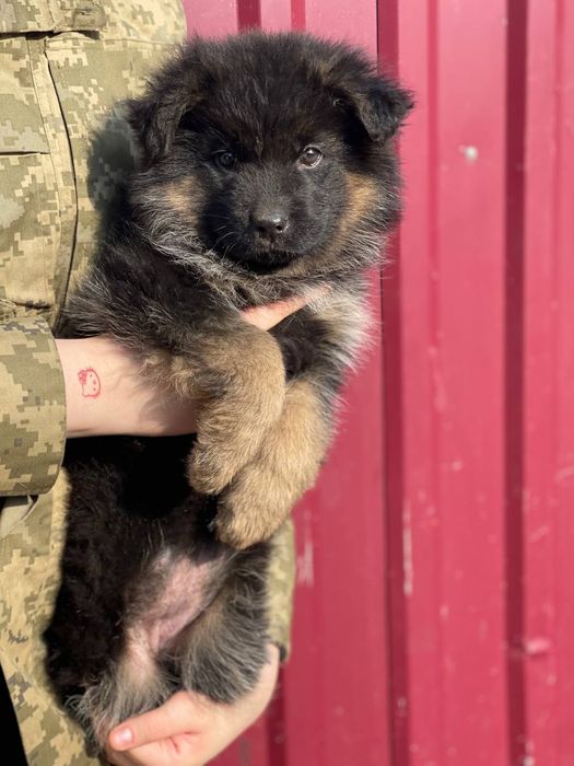 Цуценята Німецької Вівчарки