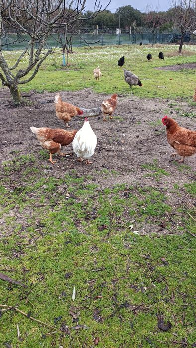 Dúzia ovos caseiros/matinados