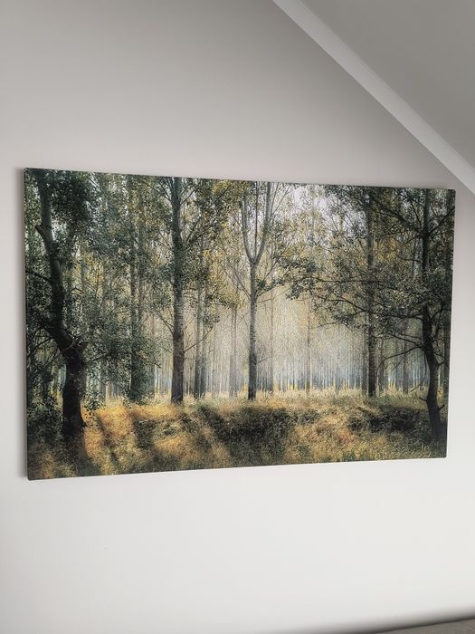 Obraz na płótnie Las, drzewa Prezent dekoracja salonu