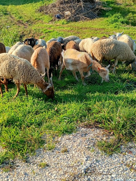 ovelhas para vender