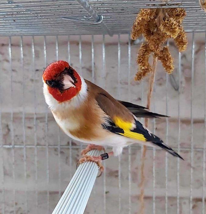 Pintassilgos a cantar muito bem, faço envio