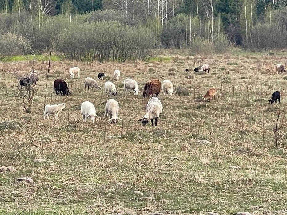 Продам баранів до свята Курбан Байрам