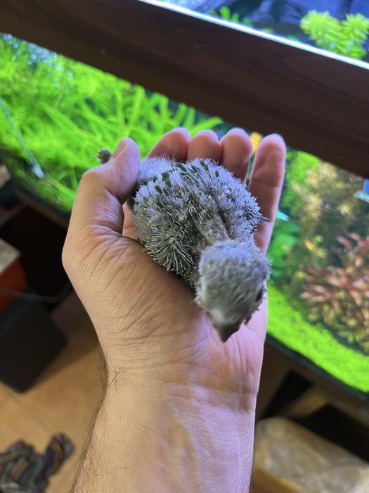Pyrrhuras  para acabar de criar a mao e outras aves