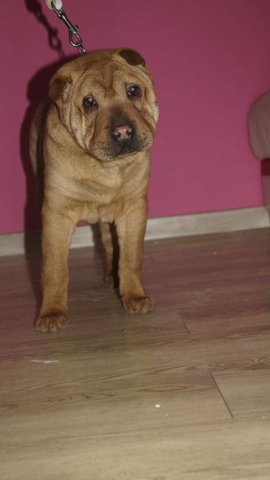 Eva, ruda suczka Shar Pei, z rodowodem,  trzymiesięczna