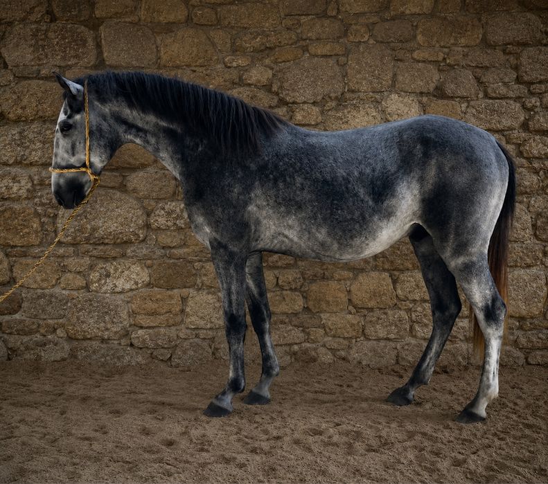 Poldro lusitano 3 anos
