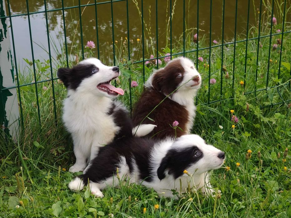 Szczeniak Suczka Border Collie