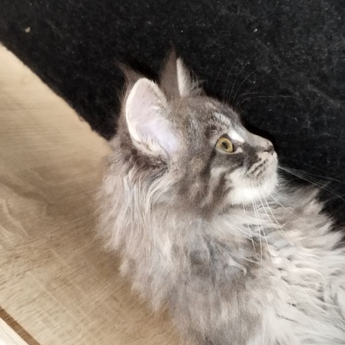 Kocurek niebieski Maine Coon