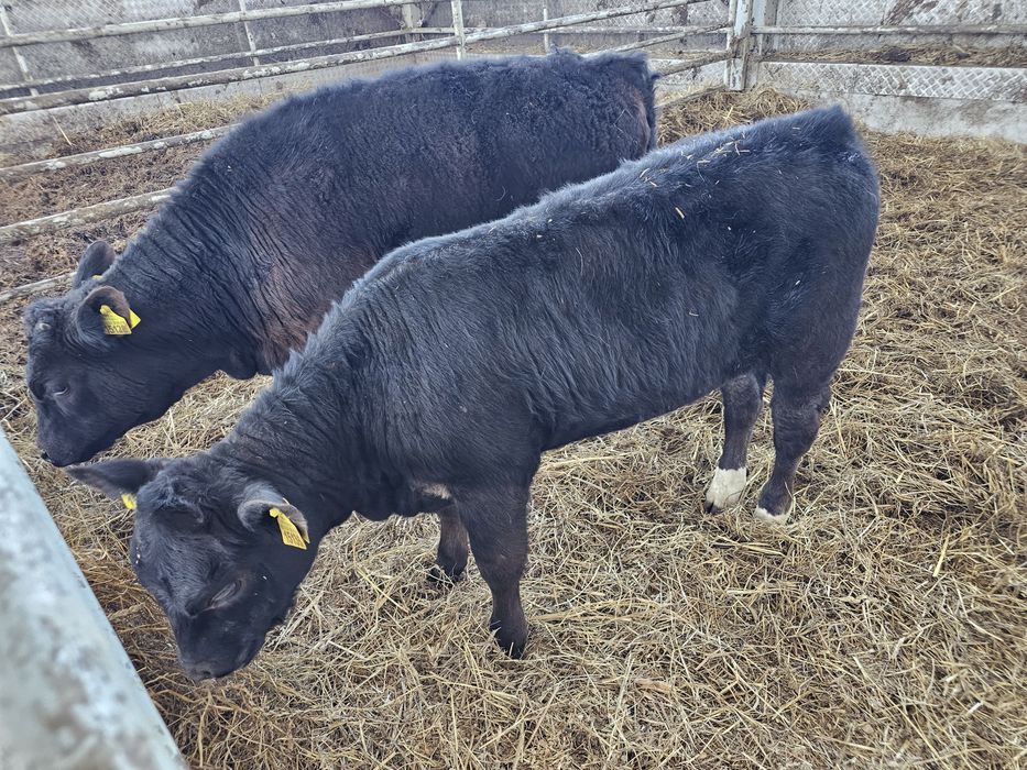 Sprzedam 2 jałowki odsadki czarne