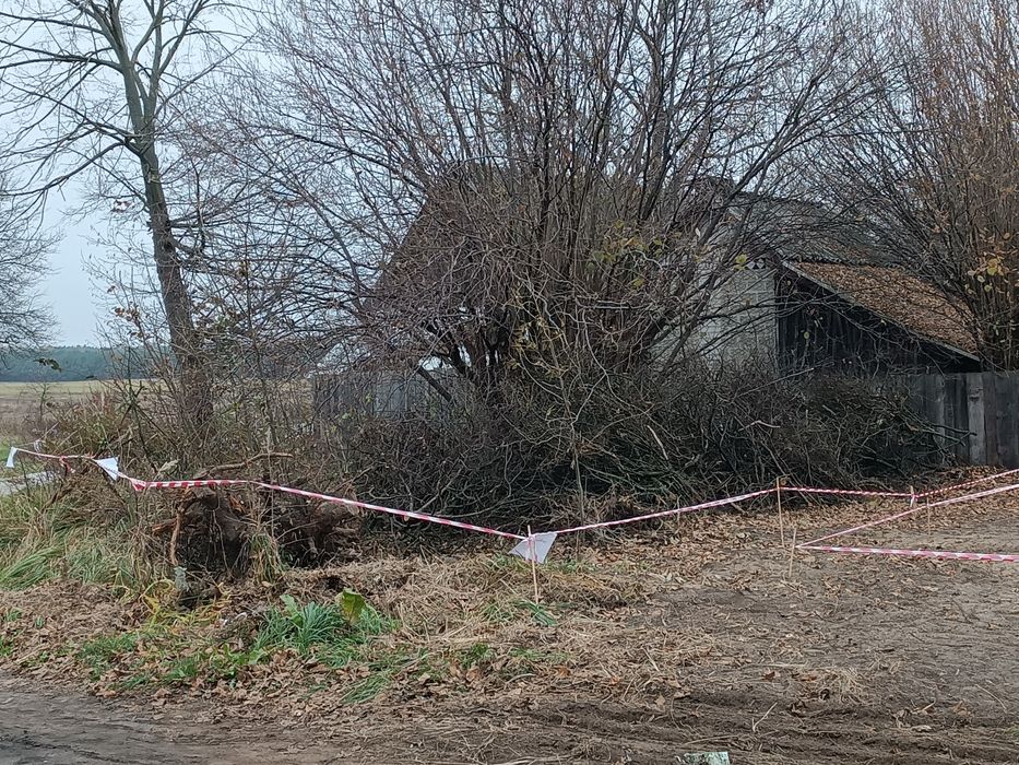 Darmowe Drewno Gałęziówka