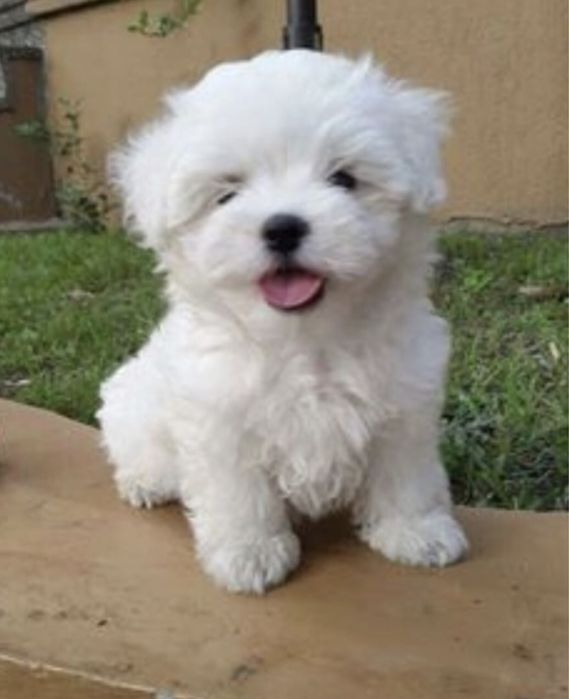 Bichon maltês menino