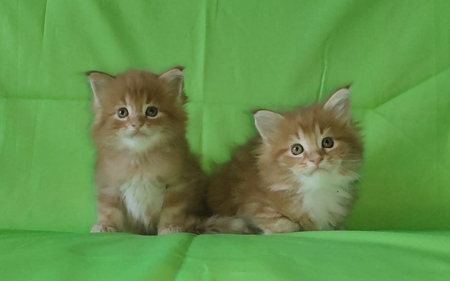 Он может быть вашим.