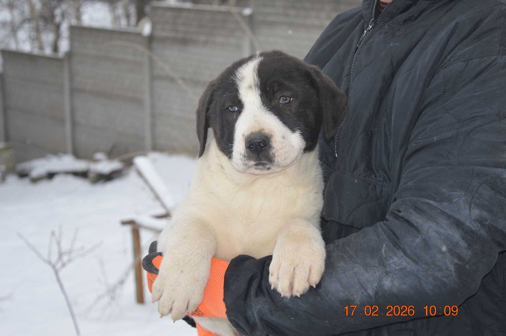Owczarek środkowoazjatycki szczenię