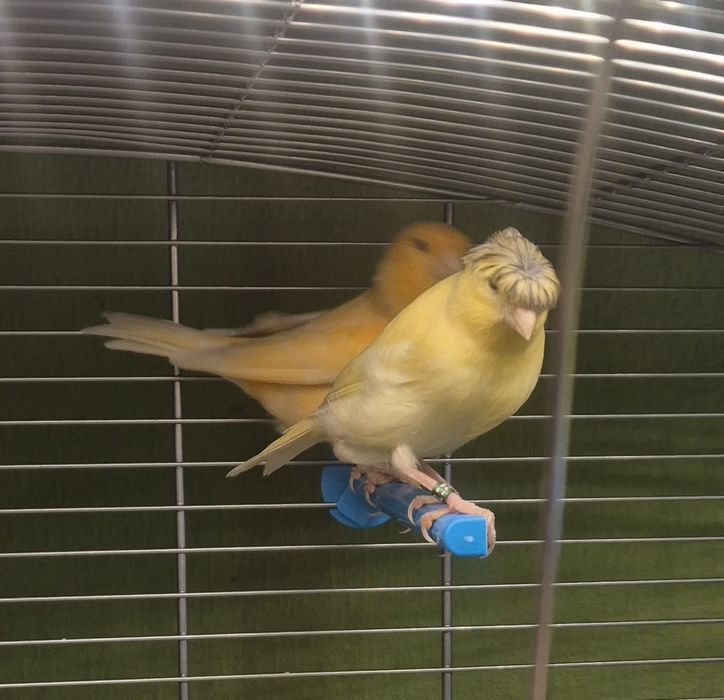 Kanarki samice i samce