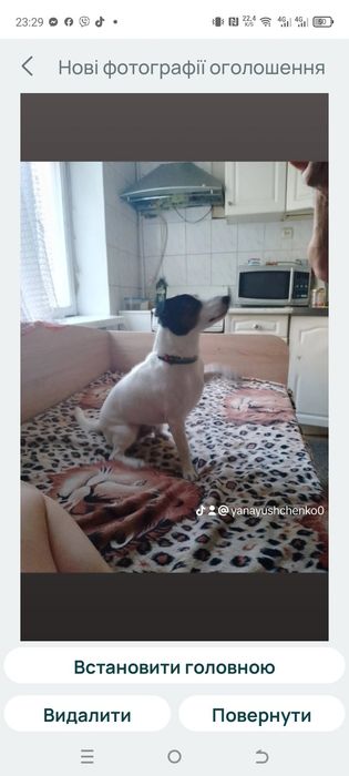 Джек Расел мальчик шукае дивченку