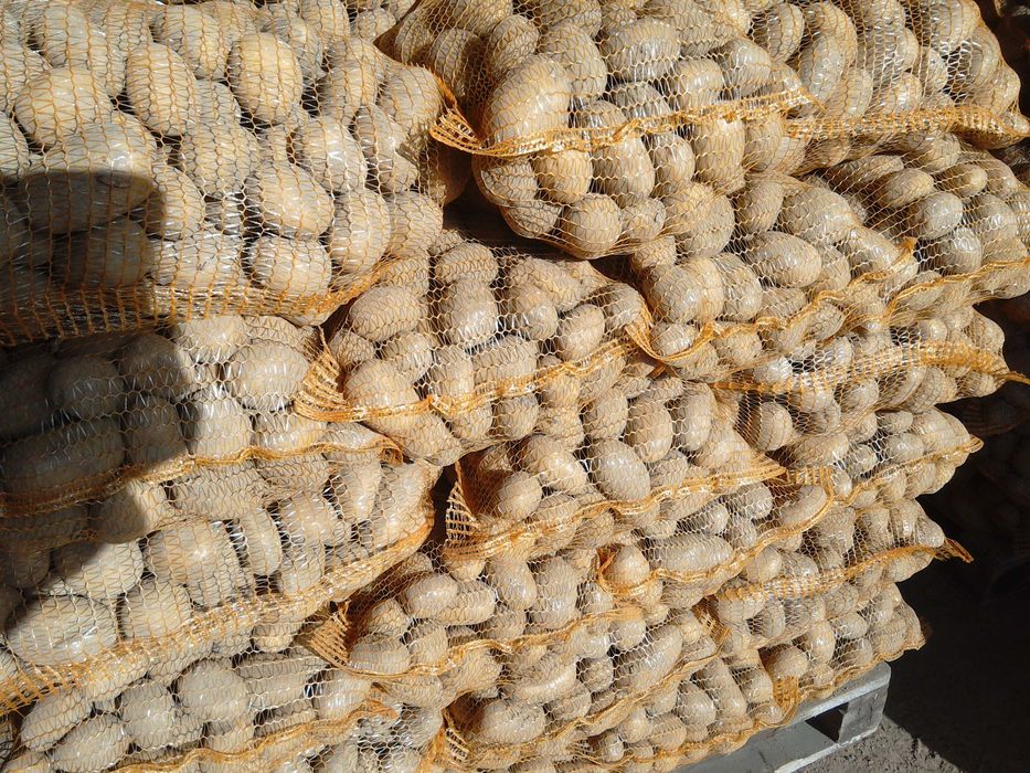 Ziemniaki jadalne Soraya