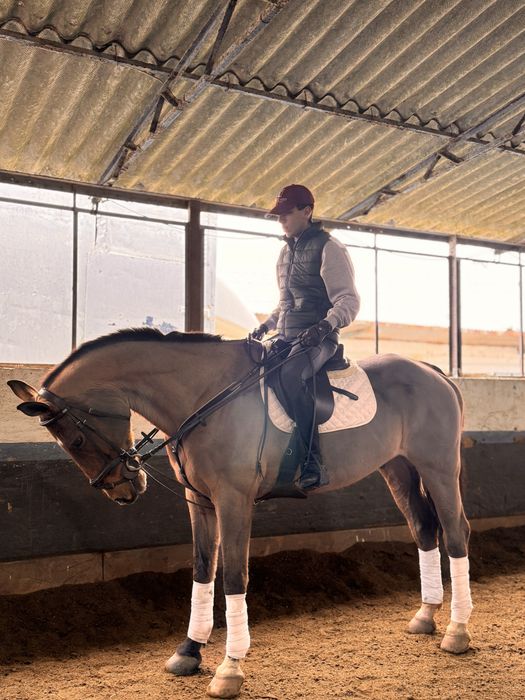 Cavalo Puro Sangue Belga