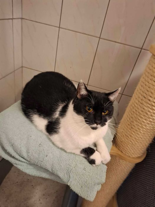 Piękna Kiara od ponad roku w schronisku
