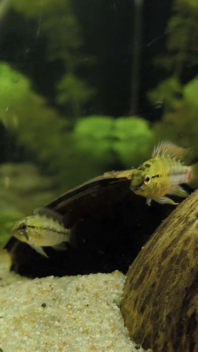 Apistogramas Hongsloi (casal)