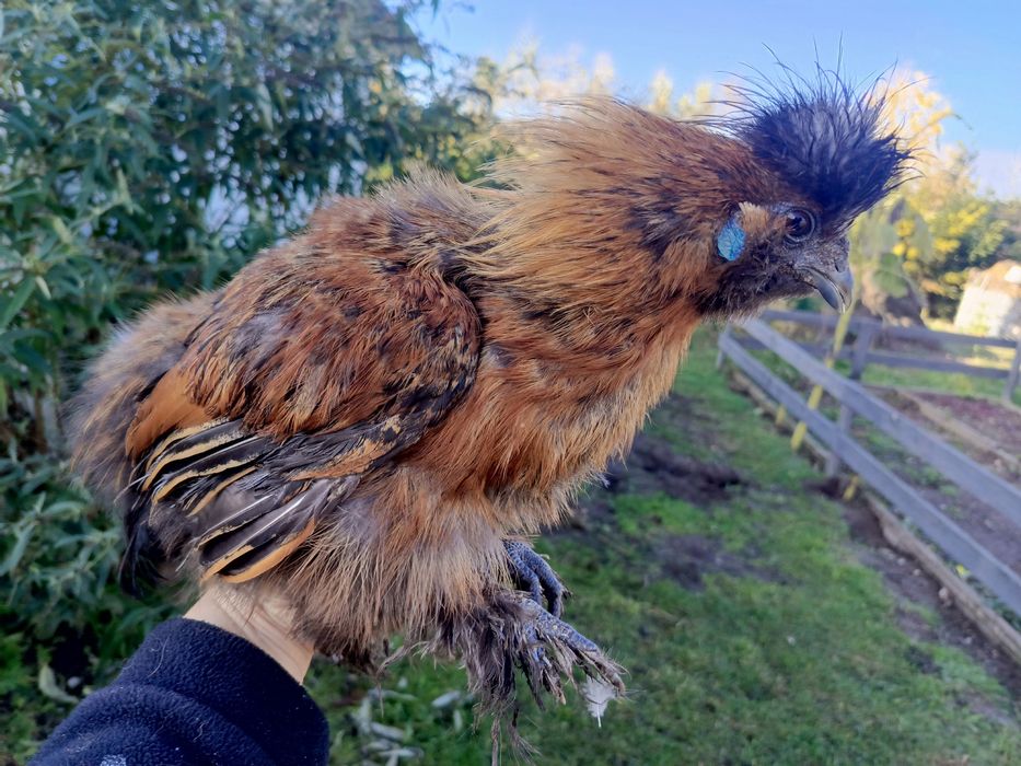 Kogut silki jedwabistej