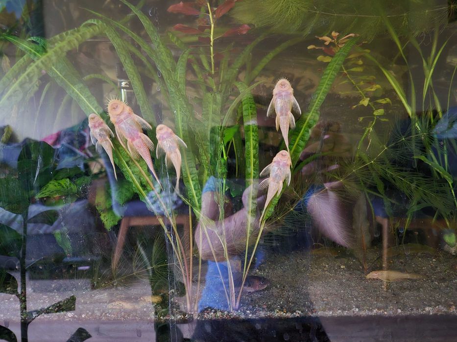 Zbroiniki z własnej hodowli