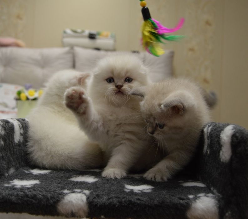Котята шотландські