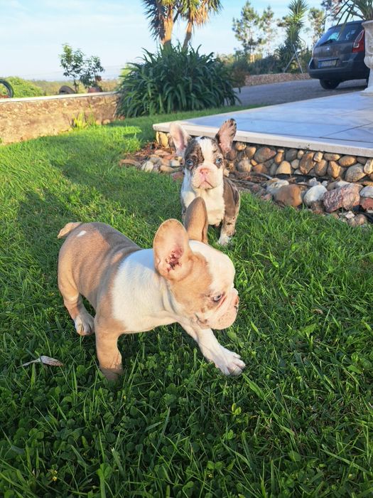 Bulldog francês macho com olhos azuis
