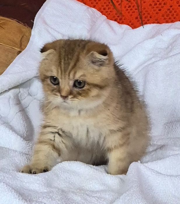 Віслоухе кошеня  золотої  шиншили