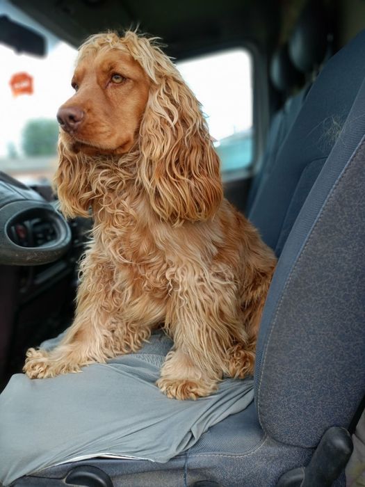 Pies Cocker spaniel