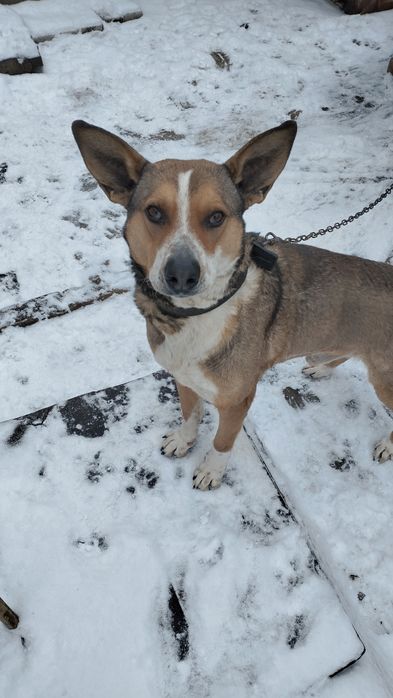 Отдам собаку  в хорошие руки