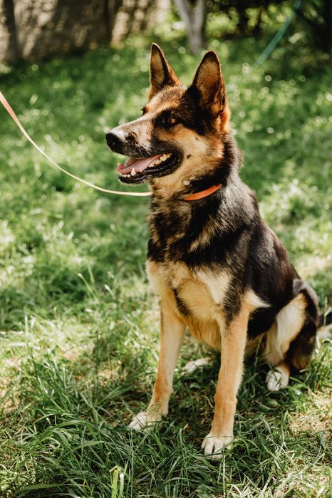 Вічарка Лея шукає дім