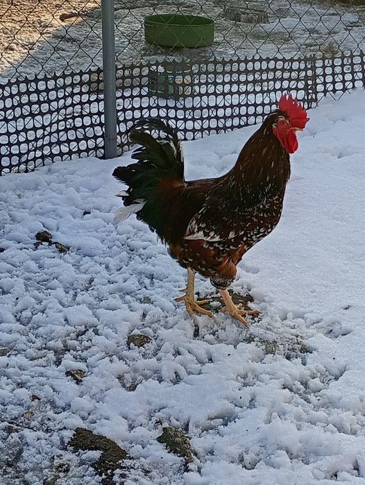 Czubatka Staropolska koguty 2025