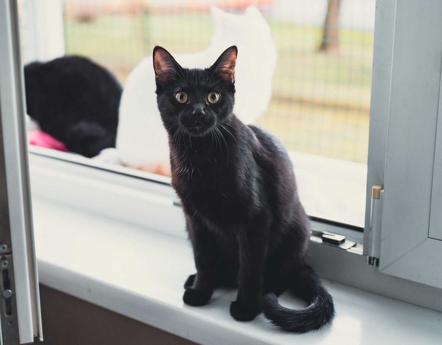 Kotka do adopcji - ADORA, 1rok