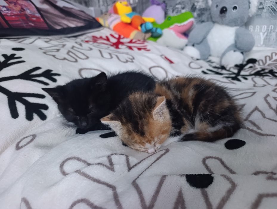 2 дівчинки шукають домівку