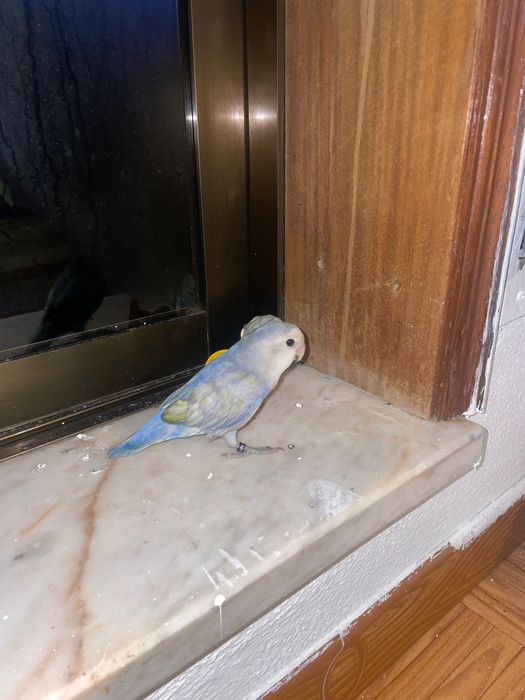 Agaponi azul e branco