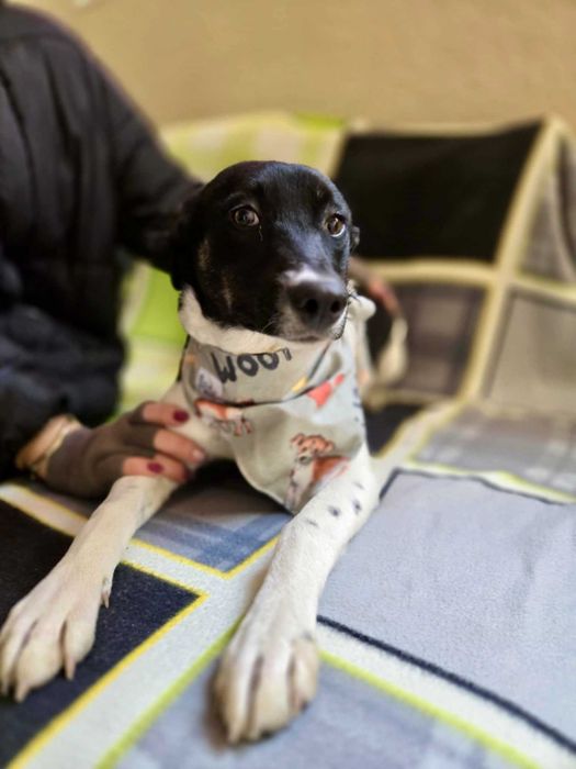 WIARA-ok 1 rok sunia uratowana wraz z rodzeństwem w Bułgarii