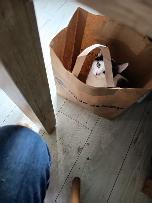 Zaginąło kocie dziecię