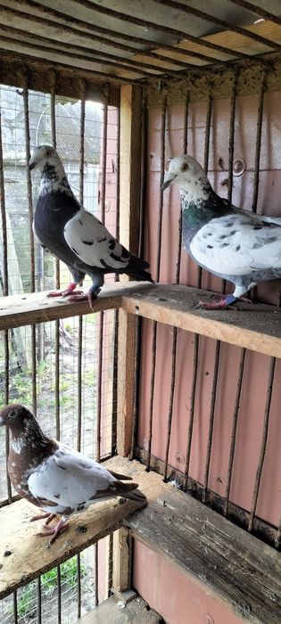 Gołębie pocztowe: tygrysy i mulemansy