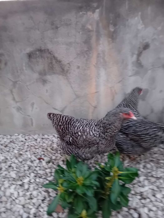 Maline Tete de Dindon