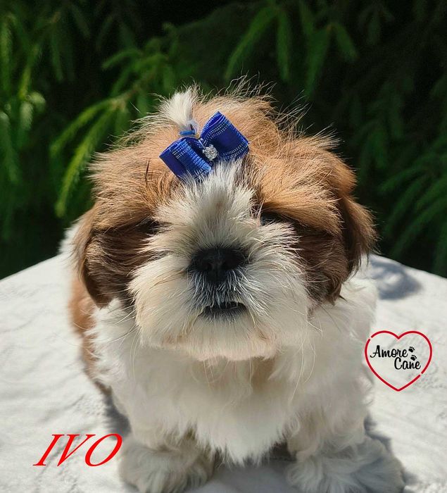 Śliczny piesek shih-tzu-IVO.