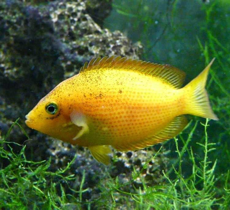 Żółtaczek indyjski (Etroplus maculatus) WYSYŁKA AKWAWIN