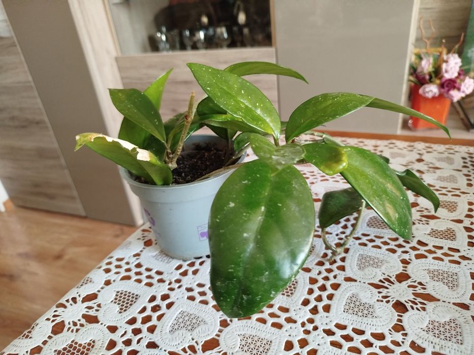 Hoya kwiaty kwitnące