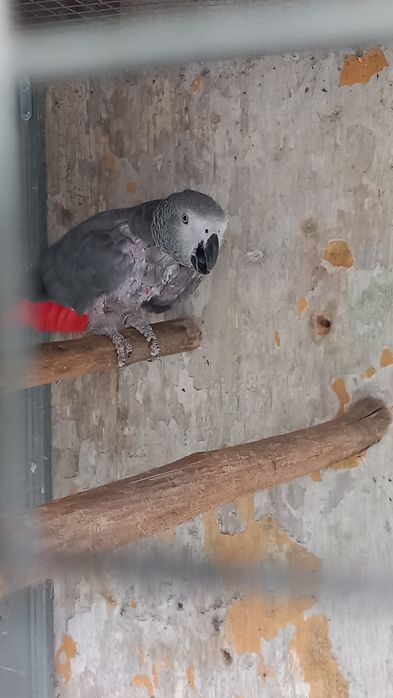 Papagaio cinzento