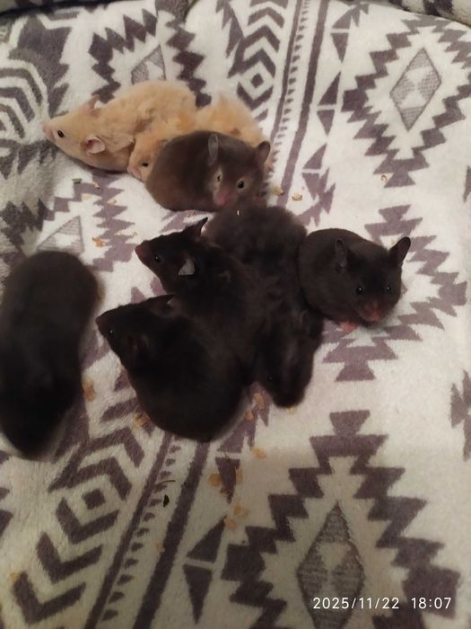 Хомяки , джунгарские хомяки