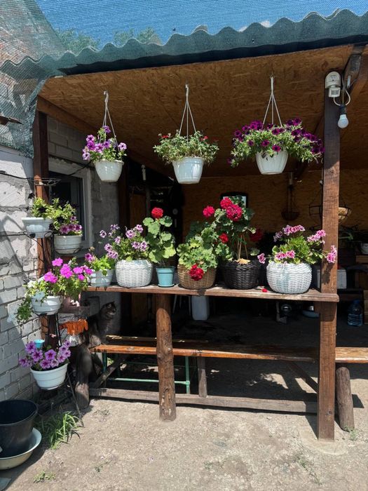 Продаж будинку в селі Хащове Самарівський район