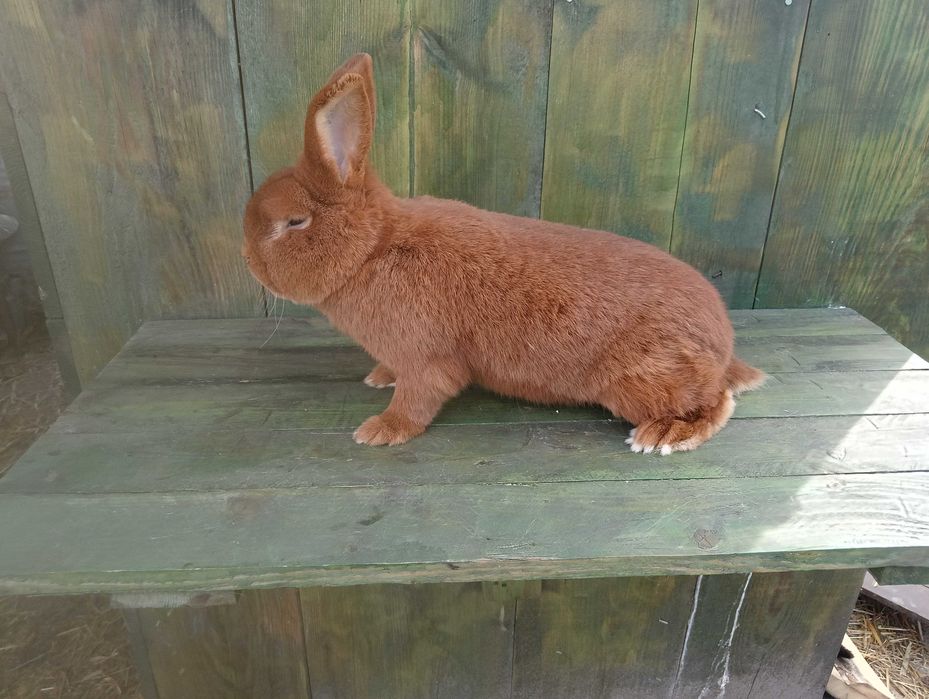 Samiec nowozelandzki czerwony