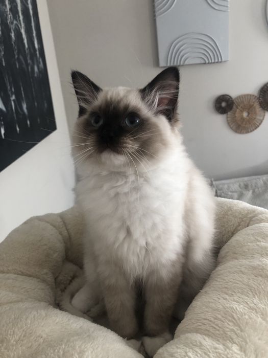 ZYTA Ragdoll  kotka rezerwacja
